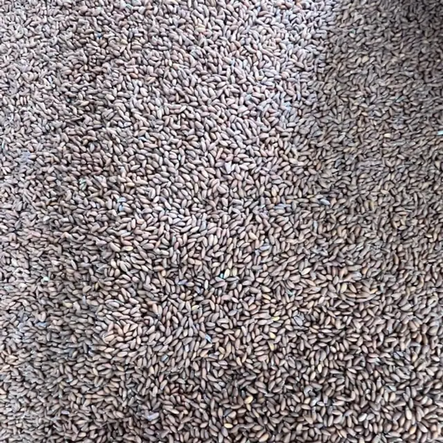 Caraway seeds, كراويا