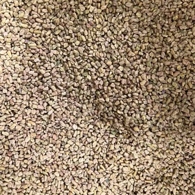 Coriander seeds, بذور الكزبرة