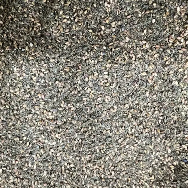 Nigella seeds, حبة البركة