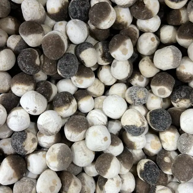 Nutmeg, جوز الطيب