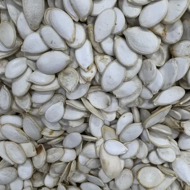 Pumpkin seeds, بذور اليقطين