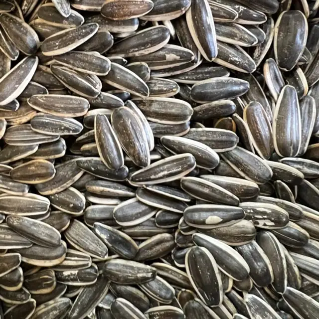 Sunflower seeds, بذور دوار الشمس